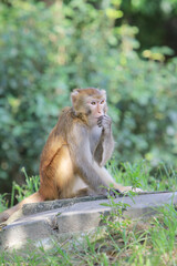Naklejka na ściany i meble a Wild macaques at Kam Shan Country Park, hk