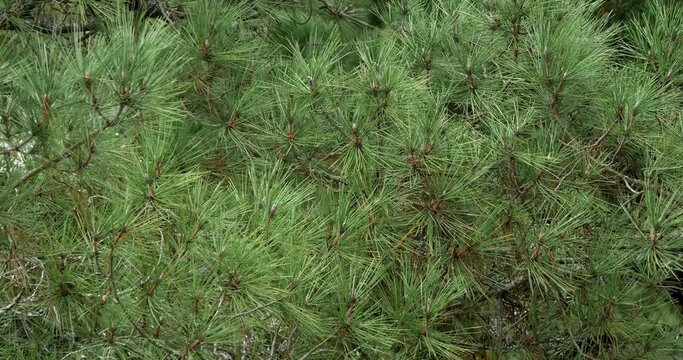 Branches of Maritime Pine, pinus pinaster, showing cones and needles on the tree, La Baule Escoublac in Loire in France, Real Time 4K