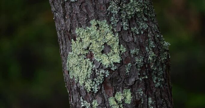 Lichen on a Tree Trunk of a Maritime Pine, la Baule Escoublac in Loire Atlantique in France, Real Time 4K