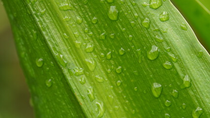 Drops On Leaves After Rain