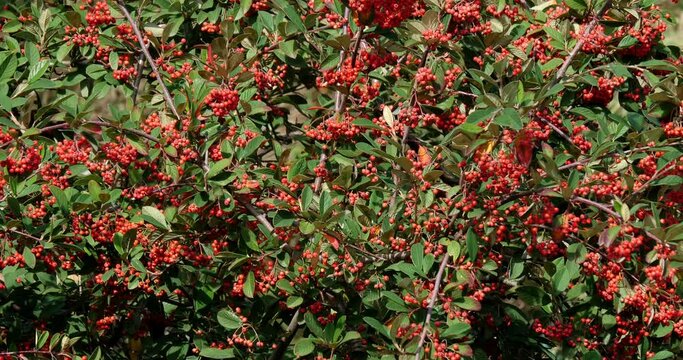 Branches of Cotoneaster with Red Berries, Normandy in France, Real Time 4K