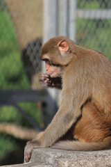 a Wild macaques at Kam Shan Country Park, hk