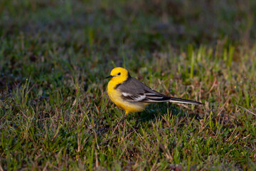 Fototapeta premium little bird on the grass, Citrine Wagtail, Motacilla citreola