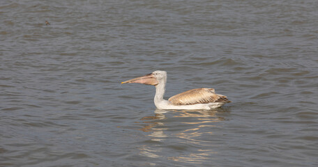 water bird in its natural environment, Dalmatian Pelican, Pelecanus crispus	