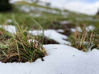 Close-up of grass and mud on snowy ground outdoors in nature on sunny day in Portland Oregon