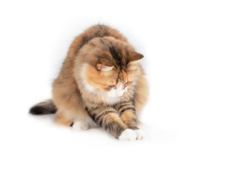 Cat playing with something between paws. Playful calico kitty caught a toy or insect while sitting with front paws stretched out. Fluffy female long hair cat. Calico or torbie. Selective focus. © Petra Richli