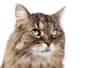 Isolated tabby cat head shot, close up. Cute fluffy tabby cat lookin up while waiting for something with relaxed body language. 17 years old female senior cat. Selective focus. White background.