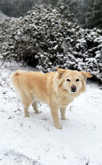 Dolgen white mixed breed dog looking at the camera in front of bushes on a snowy day with snowflakes on fur in Portland Oregon