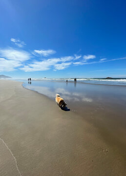 Golden Dog Exploring Along Coastal Beach With Sand Near The Water In Portland Oregon