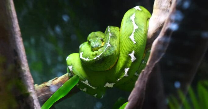 Emerald Tree Boa, corallus caninus, Adult Wrapped around a Branch, Real Time 4K