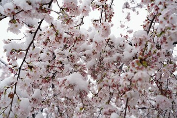 桜、花、春、日本、雪、ピンク、白、木、植物、川、公園、日本、景色、3月、4月、cherryblossom、綺麗、snow、花と雪、桜と雪、さくら、サクラ、sakura、japan、幻想的、雪景色、珍しい、冷たい、花びら、氷、積もる、背景、満開、桜満開、積雪、樹木、枝、桜の枝、