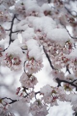 桜、花、春、日本、雪、ピンク、白、木、植物、川、公園、日本、景色、3月、4月、cherryblossom、綺麗、snow、花と雪、桜と雪、さくら、サクラ、sakura、japan、幻想的、雪景色、珍しい、冷たい、花びら、氷、積もる、背景、満開、桜満開、積雪、樹木、枝、桜の枝、