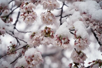 桜、花、春、日本、雪、ピンク、白、木、植物、川、公園、日本、景色、3月、4月、cherryblossom、綺麗、snow、花と雪、桜と雪、さくら、サクラ、sakura、japan、幻想的、雪景色、珍しい、冷たい、花びら、氷、積もる、背景、満開、桜満開、積雪、樹木、枝、桜の枝、
