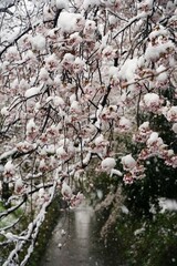 Fototapeta premium 桜、花、春、日本、雪、ピンク、白、木、植物、川、公園、日本、景色、3月、4月、cherryblossom、綺麗、snow、花と雪、桜と雪、さくら、サクラ、sakura、japan、幻想的、雪景色、珍しい、冷たい、花びら、氷、積もる、背景、満開、桜満開、積雪、樹木、枝、桜の枝、