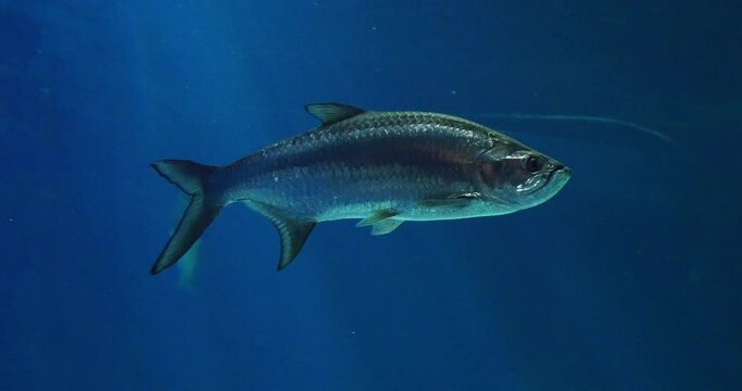 Atlantic Tarpon, megalops atlanticus, Adult Swimming, Real Time 4K