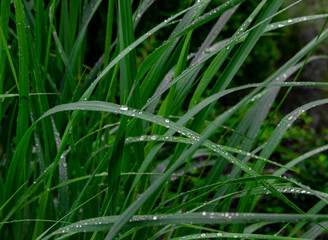 Fototapeta na wymiar Dew Grass, green nature, macro