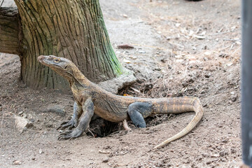 A juvenile Komodo dragon stands on the log. 
it is also known as the Komodo monitor, a species of lizard found in the Indonesian islands of Komodo, Rinca, Flores, and Gili Motang.