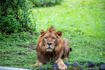 The closeup image of African Lion.  
it is a muscular, deep-chested cat with a short, rounded head, a reduced neck and round ears, and a hairy tuft at the end of its tail.