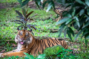 The closeup image of Sumatran tiger.
It is a tiger population in the Indonesian island of Sumatra....