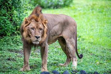 The closeup image of African Lion.  
it is a muscular, deep-chested cat with a short, rounded head, a reduced neck and round ears, and a hairy tuft at the end of its tail.