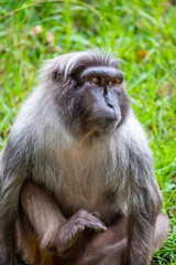 Tonkean macaque (Macaca tonkeana) is a species of primate in the family Cercopithecidae. It is endemic to central Sulawesi and the nearby Togian Islands in Indonesia.