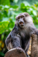 Tonkean macaque (Macaca tonkeana) is a species of primate in the family Cercopithecidae. It is endemic to central Sulawesi and the nearby Togian Islands in Indonesia.