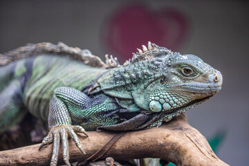 The green iguana, also known as the American iguana, is a large, arboreal, mostly herbivorous species of lizard of the genus Iguana.