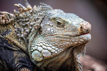 The green iguana, also known as the American iguana, is a large, arboreal, mostly herbivorous species of lizard of the genus Iguana.