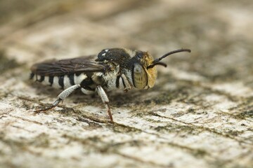 Closeup of a male Sharp-tailed or Sharp-bellied cuckoo bee, Coelioxys, sitting on wood