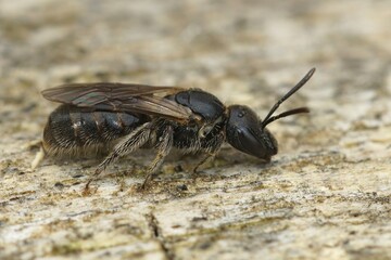 Closeup on a dark small Mediterranean furrow bee, Lasioglossum , on a peice of wood