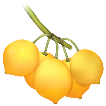 Hyper realistic vector illustration of Garcinia Brasiliensis. Bacupari fruit.