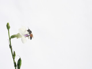 Dwarf or Red dwarf honey bee (Apis florea) seeking nectar on white Chinese violet or coromandel or creeping foxglove ( Asystasia gangetica ) blossom in field on white background, Pollen dust on bee