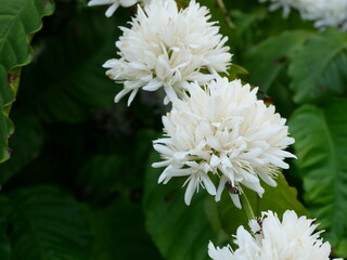 Group of  Red dwarf Honey bee on Robusta coffee blossom on tree plant with green leaf with black color in background. Petals and white stamens of blooming flowers