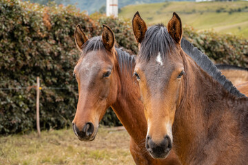 Obraz premium horse in the field and in the mountains