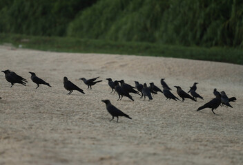 Crows on the sand
