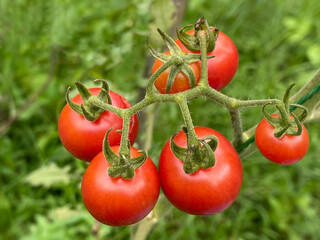 Red ripe cherry tomatoes grown in a garden.