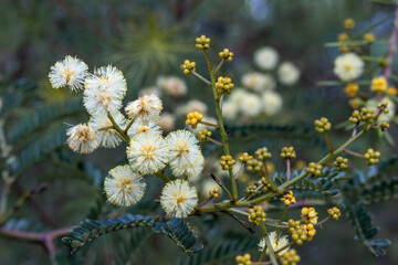 close-up of yellow Australian wattle blossoms