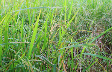 Closeup of ripening rice plants in the paddy field nearly harvest, central region of Thailand