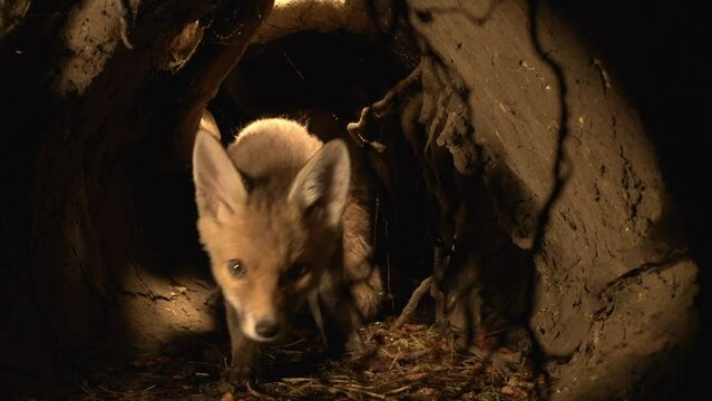 Red Fox, vulpes vulpes, Cub standing in Den, Normandy in France, Real Time