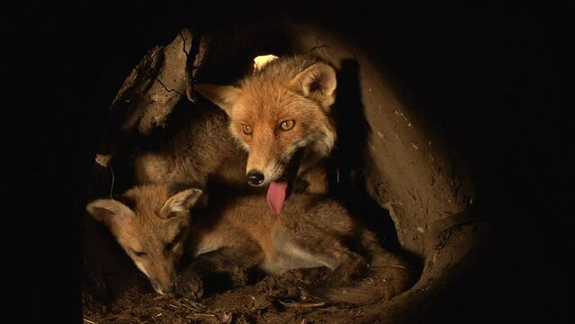 Red Fox, vulpes vulpes, Mother and Cub standing in Den, Normandy in France, Real Time