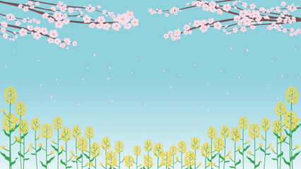 春の季節に花びらが舞う桜と菜の花の背景テンプレート（青）　Background template of cherry blossoms and field mustard with dancing petals in spring season (blue)