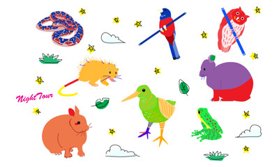 世界自然遺産の島のナイトツアー　ビビット調