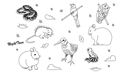 世界自然遺産の島のナイトツアー　線画のみ