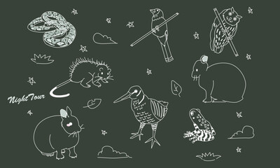 世界自然遺産の島のナイトツアー　黒板アート風