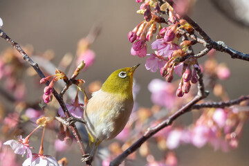 河津桜とメジロ