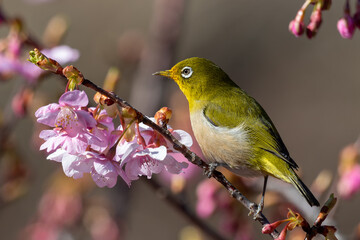 河津桜とメジロ