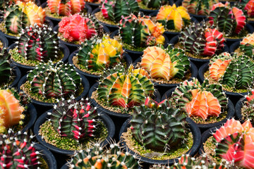Variegated Gymnocalycium in open cactus farm.