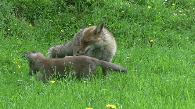 Red Fox, vulpes vulpes, Mother and Cub walking and playing in High grass, Normandy in France, Real Time