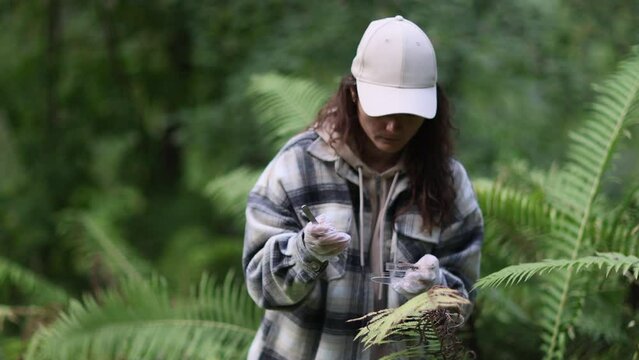 In a forest area, an ecologist takes plant samples and puts them in a container for research in a laboratory. Environment and ecosystem concept. Biology activist.