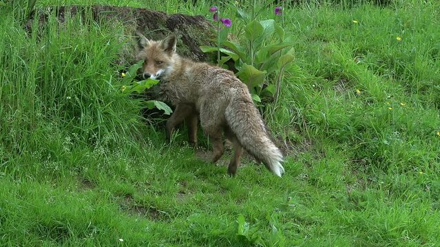 Red Fox, vulpes vulpes, Female standing at Den Entrance, Normandy in France, Real Time